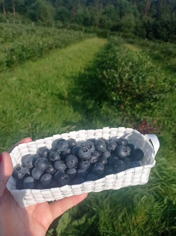 Arandanos "La Espina" - Imagen 5