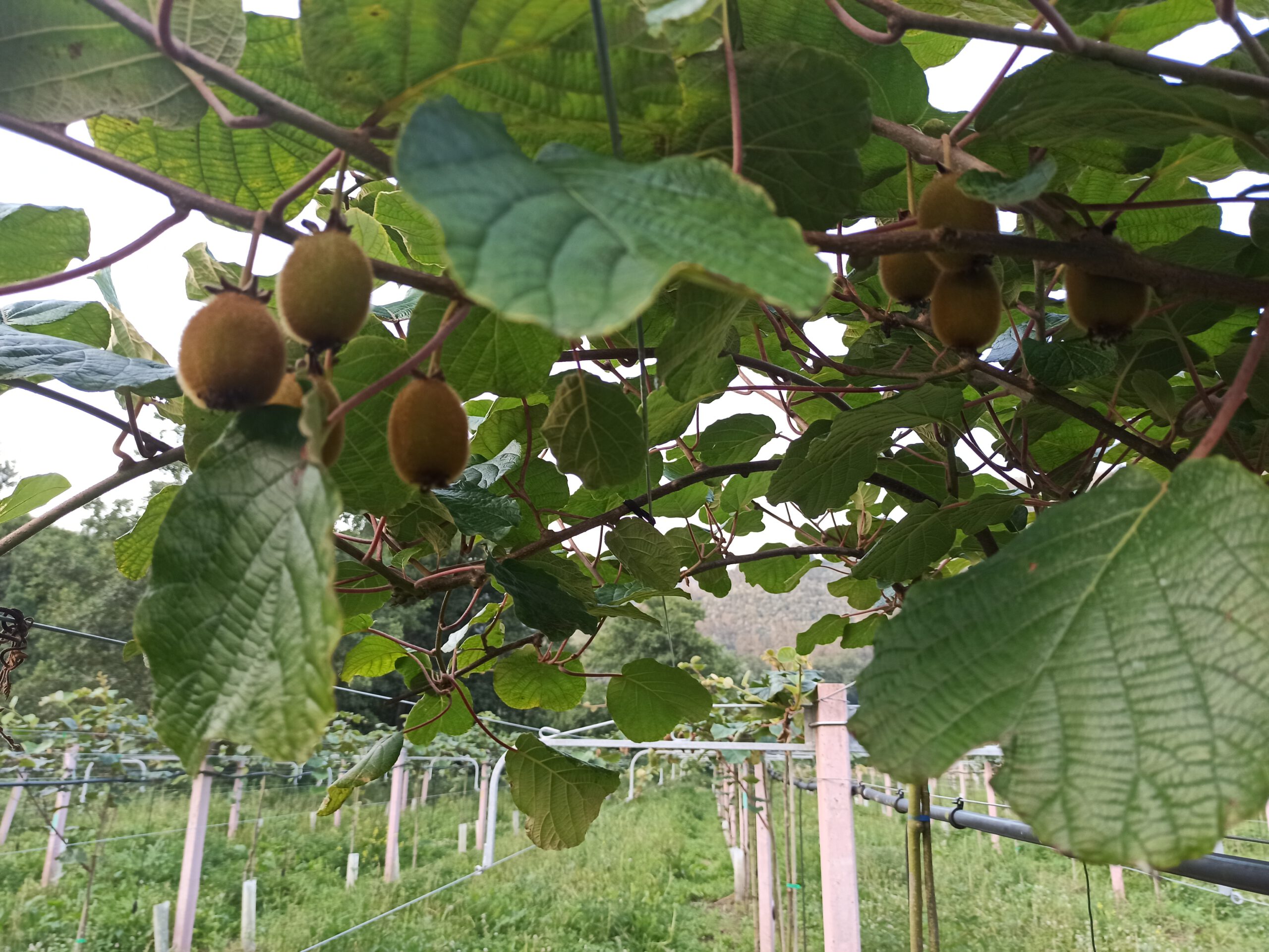 Kiwis "La Llera del Nalón" - Imagen 3