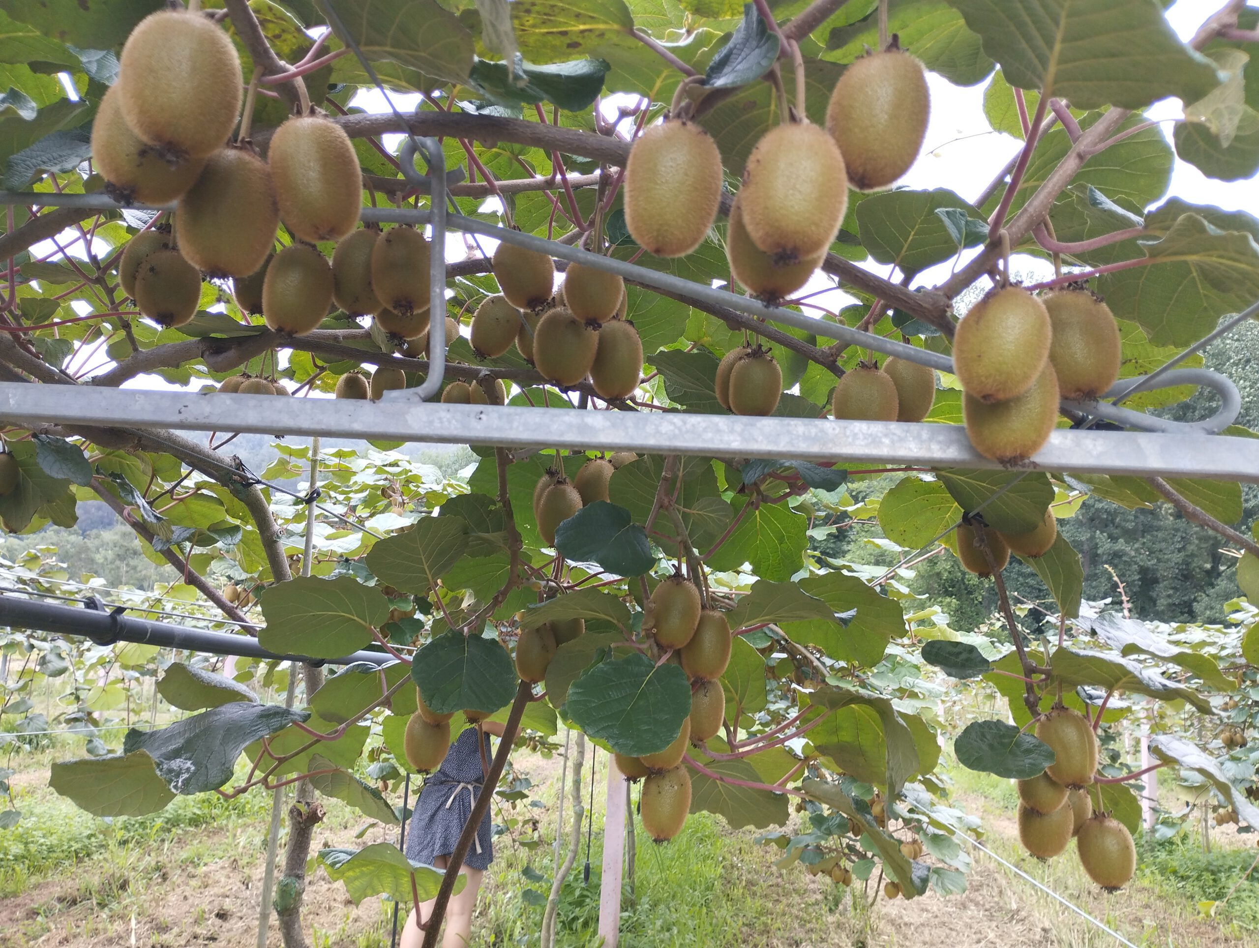 Kiwis "La Llera del Nalón" - Imagen 2