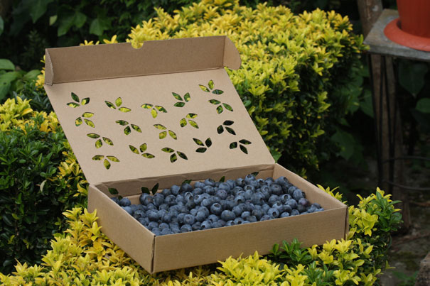 Arandanos "La Espina"